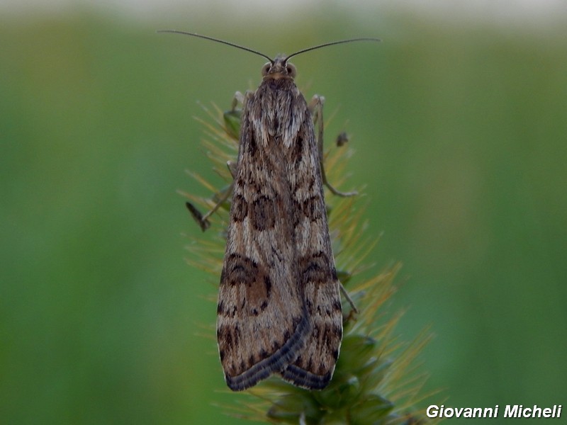 Nomophila noctuella: richiesta conferma